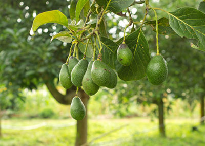 Avocados  growing on tree.