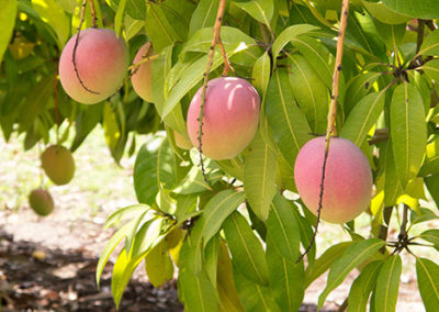 Mangoes ready for picking